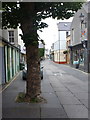 Kirkwall: tree in Albert Street