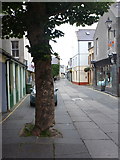 HY4410 : Kirkwall: tree in Albert Street by Chris Downer