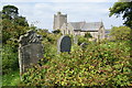 Overgrown churchyard of St Mary