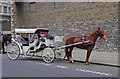 O1433 : A white horse-drawn carriage, Bellevue, Dublin by P L Chadwick