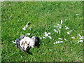 NZ2595 : Dead bird, Widdrington by Maigheach-gheal