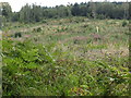 Forest clearfell above Clarkill Road