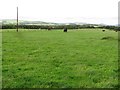 Cattle, Nether Hanginshaw