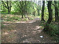 Path in Gulling Wood