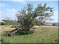 Holly Tree at The Hollies near Lordshill