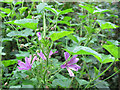 Common dog violet