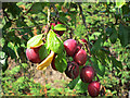 Plums at Brogdale Farm