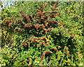 SJ8562 : Hawthorn berries by Jonathan Kington