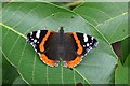 TM4297 : Red Admiral by Ashley Dace