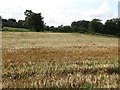 Barley field under Benarty Hill