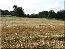NT1596 : Barley field under Benarty Hill by Richard Webb