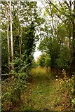 SU4593 : Bridleway through the trees by Steve Daniels