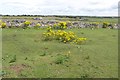 Ragwort near Westbury Beacon