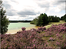 TF6719 : Flowering heather in Bawsey Country Park by Evelyn Simak