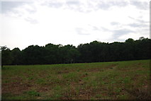 TQ1973 : Saw Pit Plantation, Richmond Park by N Chadwick