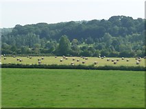 ST9554 : West Wiltshire : Grassy Field by Lewis Clarke
