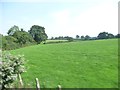 Mendip : Grassy Field