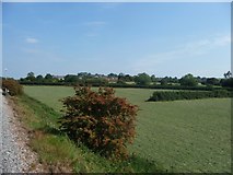 ST6233 : South Somerset : Grassy Field by Lewis Clarke