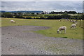 Sheep grazing near Prestbury Park