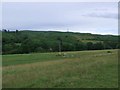 Longbedholm, riverside pasture