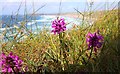 Orchid by the Southwest Coast Path