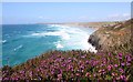 Heather overlooking the bay