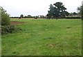 Field on edge of Wedmore