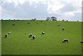 Sheep grazing near Broad Street