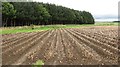 NT6642 : Potato field by Richard Webb