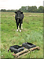 Cattle on Wingfield Green