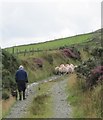 Farmer and dog returning sheep to pastures on Slieve Roe after dosing