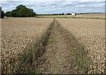 SU0659 : Path through the wheat by Derek Harper