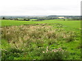 Fields near Little Scaling Farm