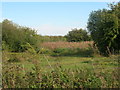 Waste ground near Askern