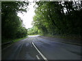 Tree-lined road to Porthyrhyd