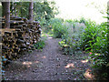 Bridleway through woods near Tilmanstone