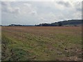 Farmland near Rushy Green