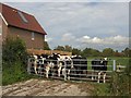 Cattle at Rushy Green