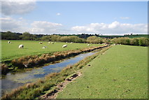 TQ8817 : Sheep and ditch in the Brede Valley by N Chadwick