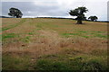 Field beside Moor Lane