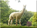 Loxwood Road alpaca