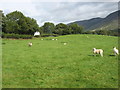 A field near Loweswater