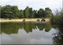 SU3302 : Cattle at Round Pond by E Gammie
