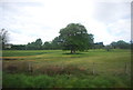 Two Oak trees in an field