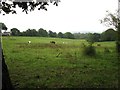 Horses near Old Park Lane