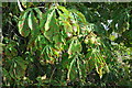 Horse chestnut leaves