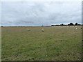 TQ3716 : Sheep spread out and grazing by Homewoodgate Farm by Dave Spicer