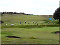SN1200 : Tenby Golf Course by David Dixon
