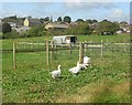 Geese - off Birkhill Crescent