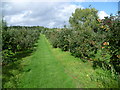 Orchard near Egerton